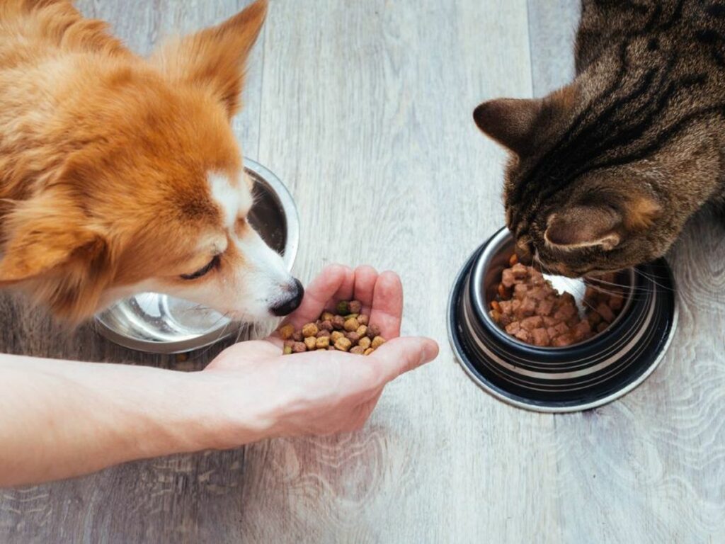 Besoins nutritionnels spécifiques des chiens et chats Besoins nutritionnels spécifiques des chiens et chats