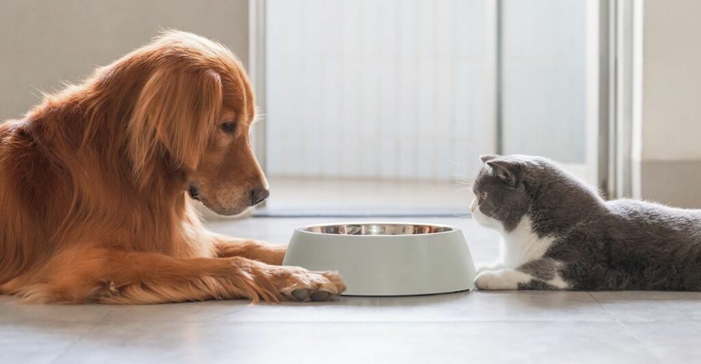 Dangers des restes de table aliments non-adaptés Dangers des restes de table aliments non-adaptés